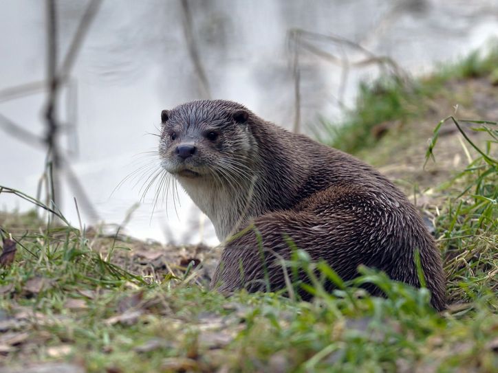 Ein Fischotter in der freien Wildbahn. Foto: Dr. Hannes Petrischak