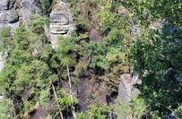 Die Bodenvegetation des Hangwaldes ist weitgehend vernichtet. Ob die älteren Bäume das Feuer überstanden haben, wird sich in den nächsten Wochen und Monaten zeigen.