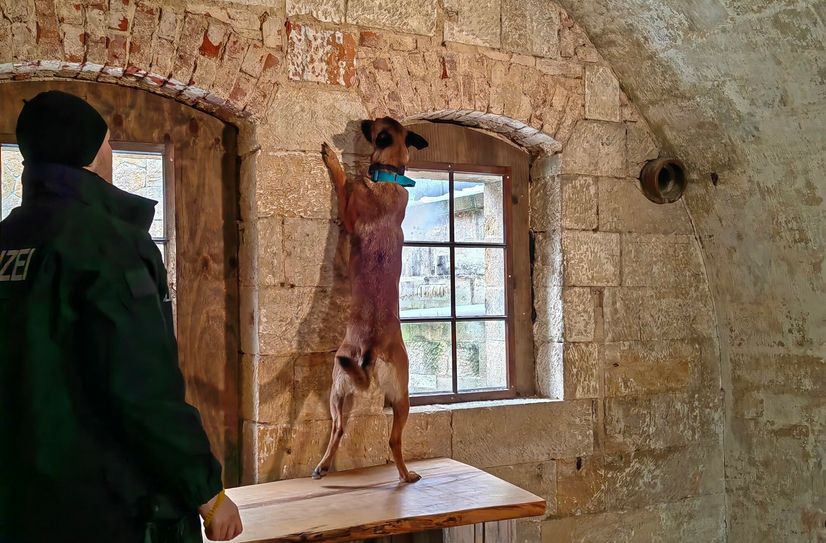 Malinois-Hündin Aggy  findet die Drogenspur ohne Probleme.