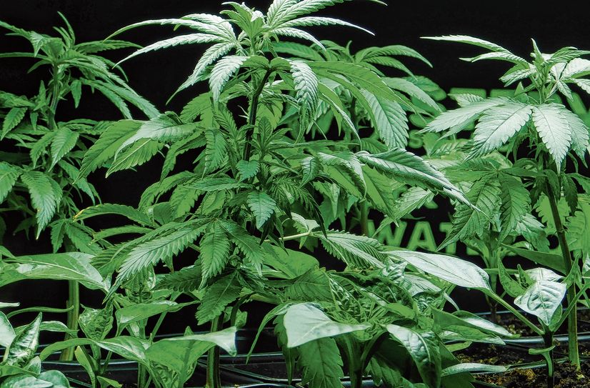 Seit 1. Juli darf gemeinschaftlich Cannabis angebaut und weitergegeben werden – dafür braucht es jedoch eine Erlaubnis von der Landesdirektion Sachsen.