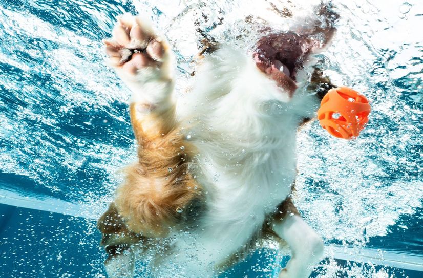 Hundebadetag im Riesaer Freibad.