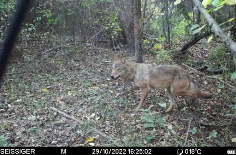 Um das Gehege in Krappe werden immer wieder Wölfe gesichtet. Hier  im Oktober 2022 in einem Wald nahe dem Damwildgehege.