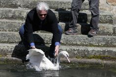 Pechvogel im Glück: Die gesund gepflegte »Schwanhilde« wird auf den Teich entlassen.
