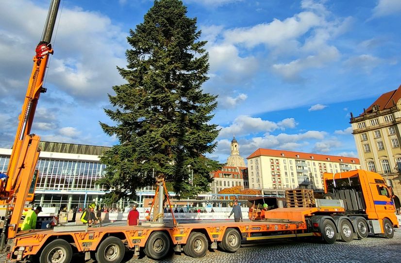 Am 4. November wurde die Striezeltanne aufgestellt – sie kommt in diesem  Jahr aus dem Pirnaer Stadtteil Graupa.