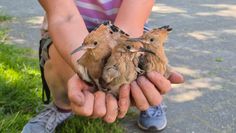 3 junge Wiedehopfe