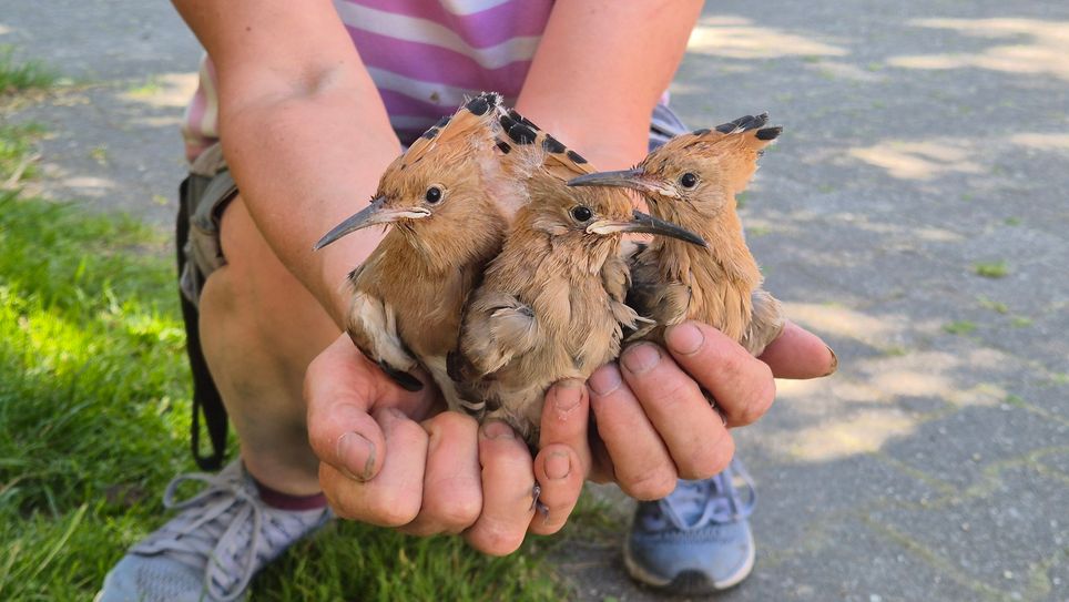 3 junge Wiedehopfe