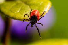 Zecken lauern allen Naturfreunden auf.