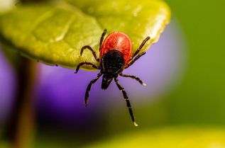 Zecken lauern allen Naturfreunden auf.