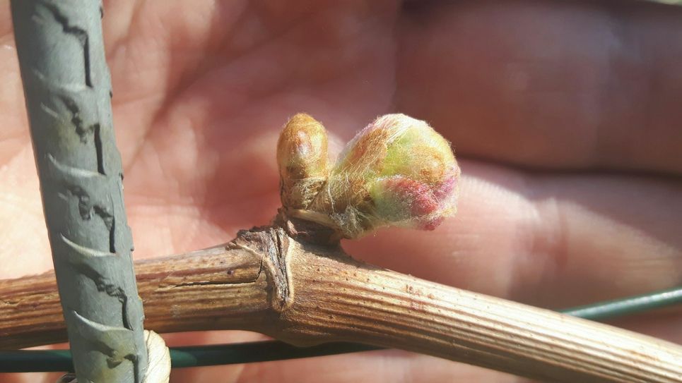 Knospe an einer Rebe der Sorte Muscaris - ohne Schutz würde sie bei den nächtlichen Temperaturen erfrieren. Foto: Schloss Wackerbarth