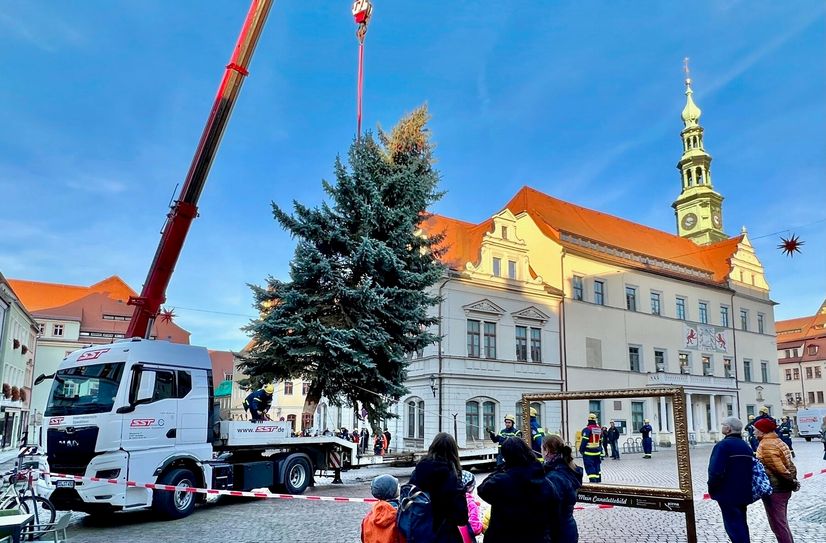 Der Weihnachtsbaum steht bereits auf dem Martplatz von Pirna. Die 12,5 Meter hohe Blaufichte aus Dresden wird in diesem Jahr die Besucher des Canalettomarktes erfreuen.