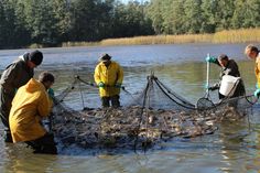 Auch beim zweiten und letzten Fischzug war das Netz gut gefüllt. Foto: bl