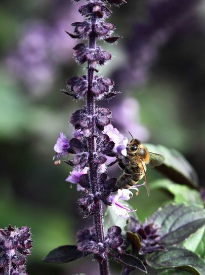 Bienen gehören zu den wichtigen Bestäubern des Ökosystems auf diesem Planeten. Hier nascht eine Biene an einer Salbeiblüte. Insekten- und Bienenschutz gehörte auch zur Themen-Woche rund um den Klima- und Umweltschutz in Herzberg.
