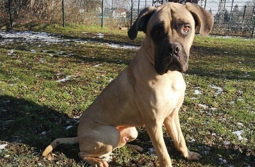 Bodo ist ein problematischer Hund - offenbar sind seine Besitzer nicht mit ihm klargekommen.