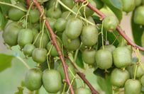 Kiwi "Cinderella"