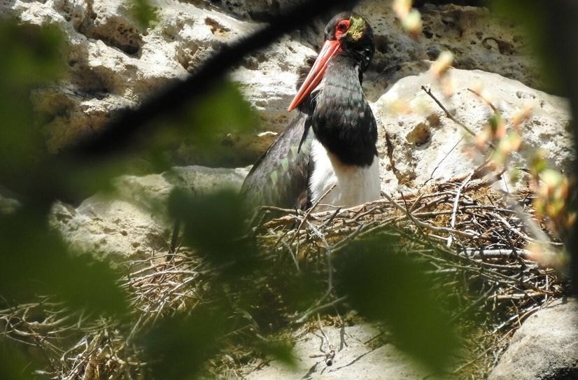 Im Elbsandsteingebirge brüten mit Schwarzstorch, Uhu und Wanderfalke drei störungsempfindliche Vogelarten. Um diese in ihrer Balz- und Brutzeit zu schützen, werden alljährlich einige Klettergipfel und deren Zugangswege zeitweilig gesperrt.