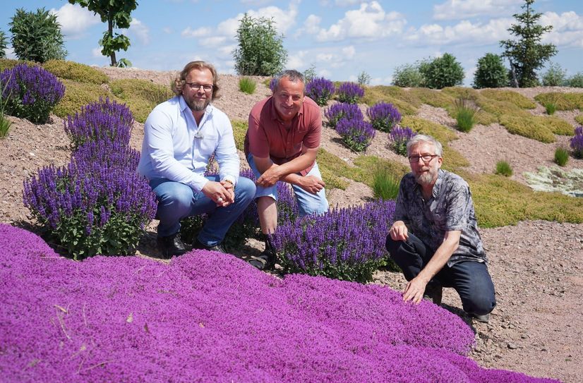Moderator Jens Haentzschel, Mammutgarten-Chef Jörg Kohout und Regisseur Jörg Heiß zeigen sich begeistert von dem intensiv leuchtenden Kaskadenthymian.