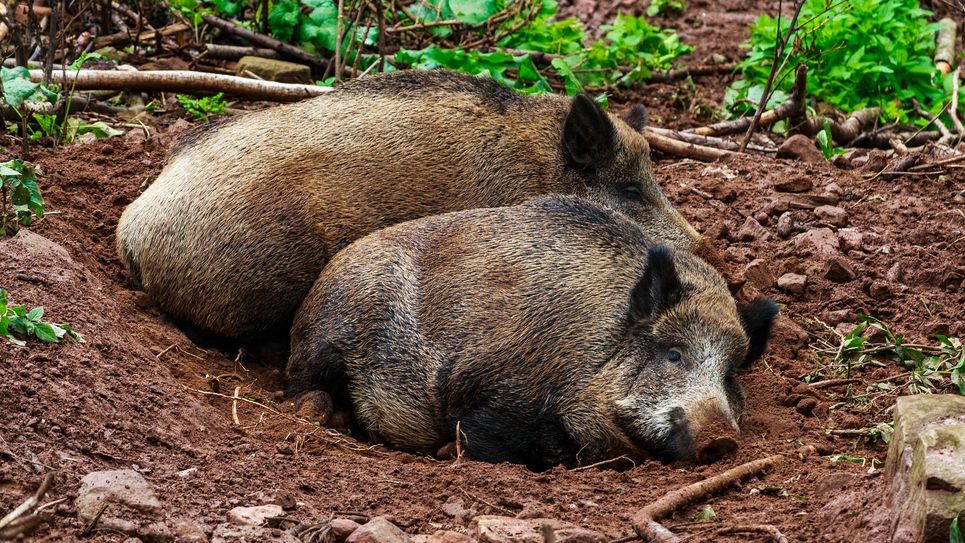 Derzeit gibt es 549 bestätigte Fälle von afrikanischer Schweinepest in Sachsen. Foto: pixabay