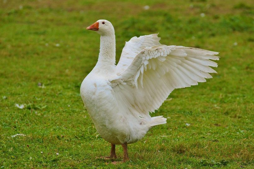 Im Märchen tauschte Hans sein Schwein gegen eine Gans. Foto: Pixybay