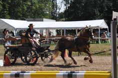 Die Gewinnerin des »Taubenheimer Wagenrennens«, Stefanie Költzsch vom RFV Moritzburg e.V. mit Wirbelwind.Foto: Müller
