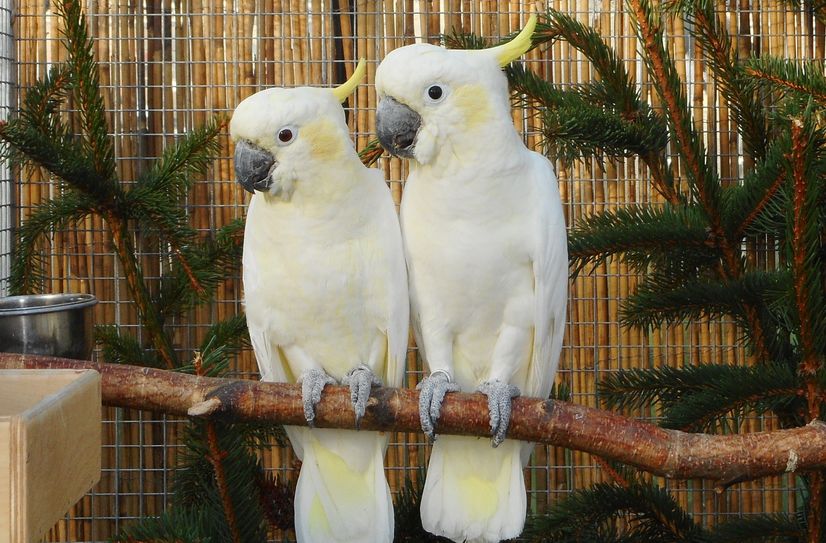 Auch Kakadus sind bei der Vogelschau mit dabei.