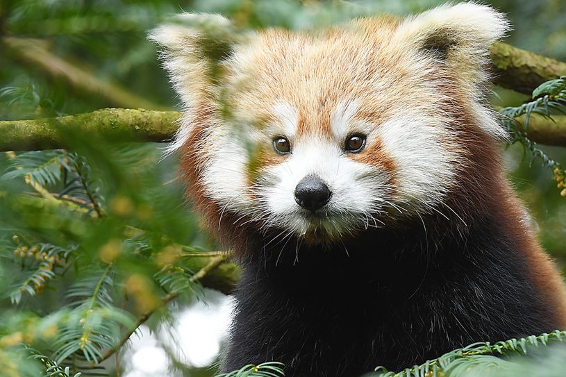 Panda-Dame Zavah. Foto: www.zoo-goerlitz.de, C. Hammer