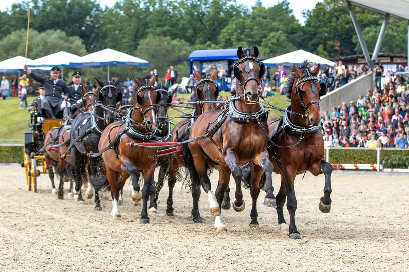 Zehnspänner mit der Rasse Schweres Warmblut.