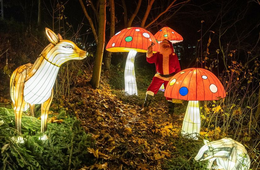 Der funkelnde Lichterwald ist im Dunkeln ein fantastisches Erlebnis.