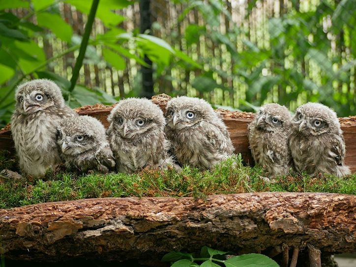 Foto: pm/Zoo Hoyerswerda