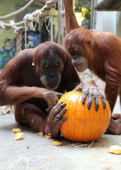 Foto: Zoo Dresden