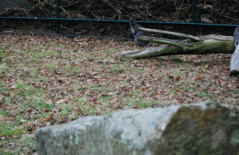 Noch sind die drei Bennett-Kängurus recht scheu und daher auch kaum vor die Kamera zu bekommen. Foto: Keil