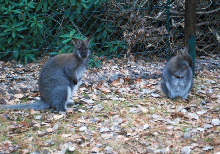 Zwei der drei neuen Tierparkbewohner. Foto: Keil