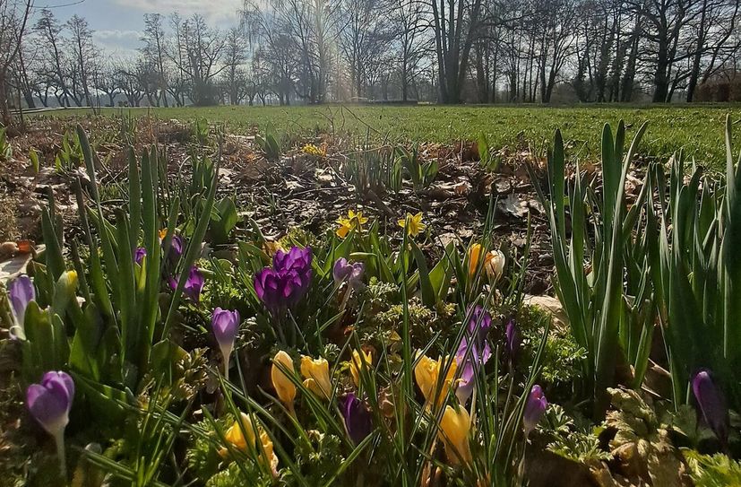 Die ersten Frühblüher sprießen im LAGA-Park Luckau. Für das Tulpenfest am 14. April wurden über 20.000 Tulpen neu gesteckt.