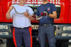 Die Sandower Feuerwhr hat eine ca. 1 Meter lange Amerikanische Kletternatter (Kornnatter) gefunden. Foto: pm