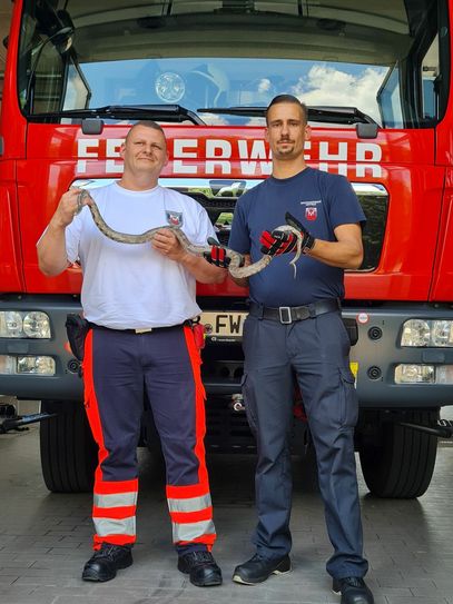 Die Sandower Feuerwhr hat eine ca. 1 Meter lange Amerikanische Kletternatter (Kornnatter) gefunden. Foto: pm
