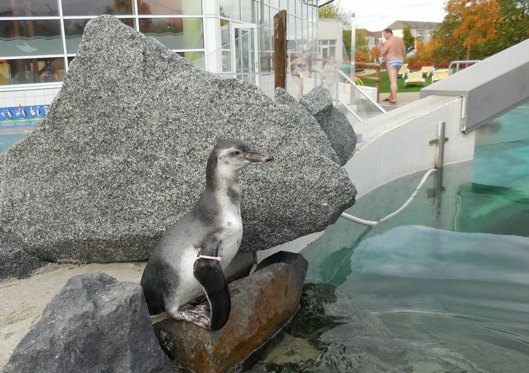 Fühlt sich wohl im Spreewelten Bad: Der jüngste Frackträger der kleinen Pinguinkolonie ist ein Männchen. Fotos: Spreewelten GmbH
