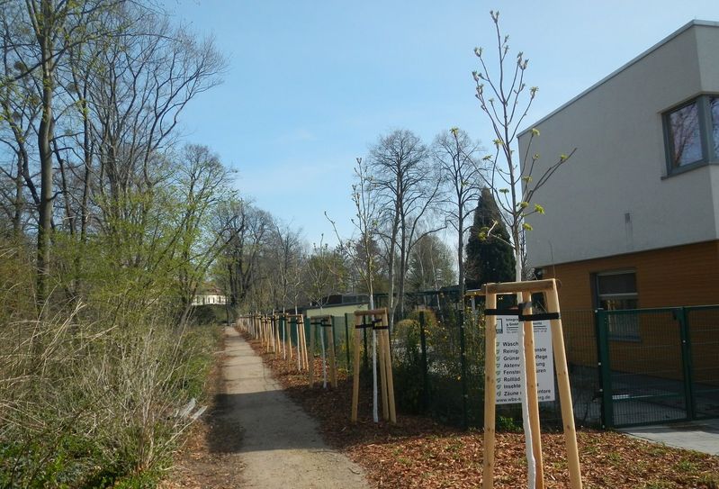 Die neu gepflanzten 22 Rosskastanien im Schlosspark.  Foto: Stadt Senftenberg.