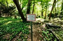 Es braucht ein Konzept für den St. Pauli-Friedhof als Landschaftspark, es können nicht über elf Hektar vereinzelt Grabsteine stehen.