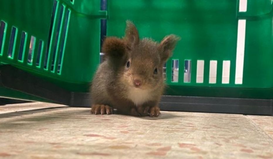 Chap im Katzenkorb. Foto: Polizei
