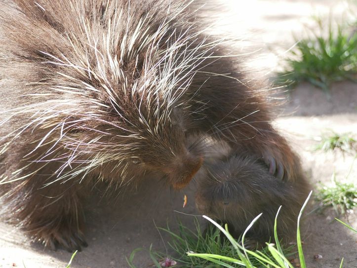 Mutter Catori mit dem Baumstachler-Nachwuchs