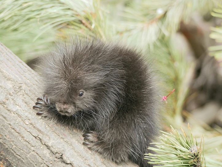 Baumstachler-Nachwuchs im Zoo Hoyerswerda Foto: pm