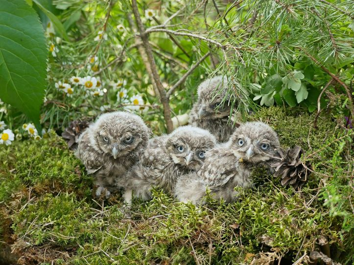 Vier flauschige Steinkäuze sind im Zoo Hoyerswerda geschlüpft. Foto: Stefanie Jürß
