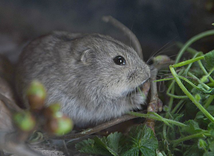 Steppenlemming im Görlitzer Tierpark. Foto: www.zoo-goerlitz.de, C. Hammer