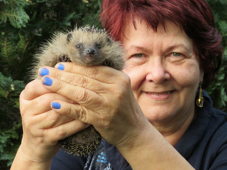 Marlies Krannich kümmert sich aufopferungsvoll um Igel. Foto: Silke Richter