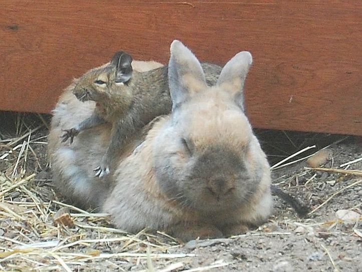 Hase und Wüstenrennmaus sind beste Freunde - selbst im Tiefschlaf... Foto: Farrar