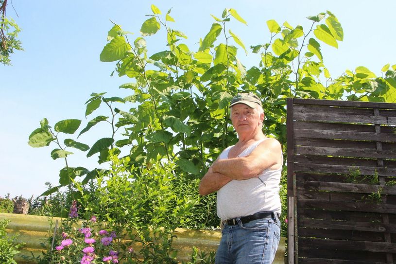 Klaus Langer in seinem Garten an der Reußner Straße in Strehla. Direkt hinter dem Zaun wächst und gedeiht der fiese Staudenknöterich. Foto: Farrar