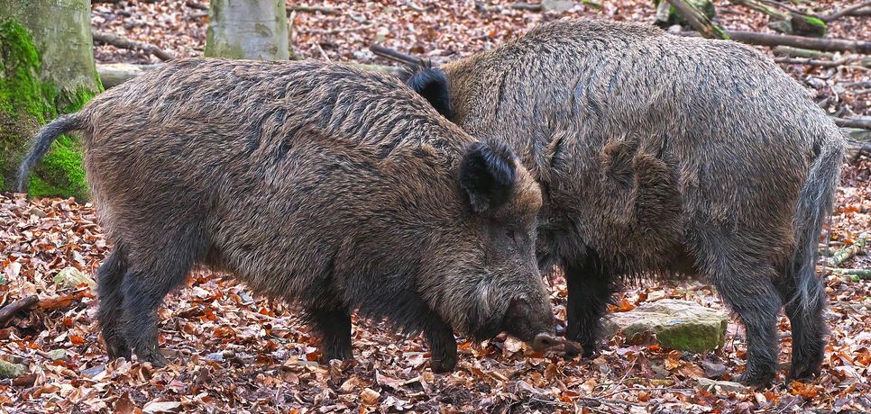 Für Wildschweine endet die Afrikanische Schweinepest fast immer tödlich. Für den Menschen und für andere Haus- und Nutztierarten als Schweine ist sie ungefährlich. Foto: Wolfgang Eckert auf Pixabay