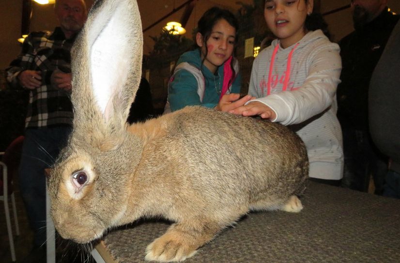 Der Rassekaninchenzuchtverein S28 öffnet sich gern nach außen. Hier sind Kinder aus dem AWO Kinder- und Jugendzentrum zu sehen, die eine Vereinsschau besuchten.