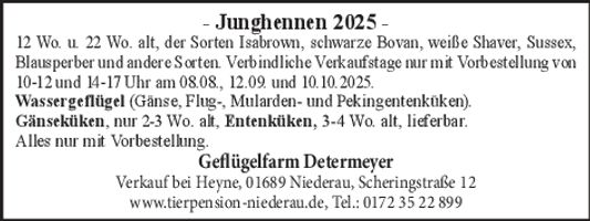 Junghennen 