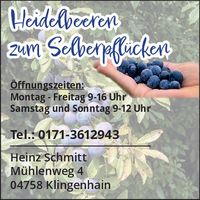 Heidelbeeren Selbstpflücke