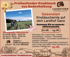 Erntetag Knoblauch Lawego 